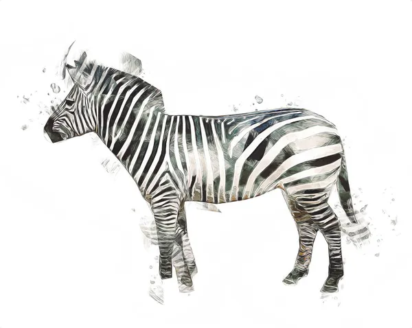 Gambaran Zebra Sketsa Gambaran Mamalia Afrika — Stok Foto