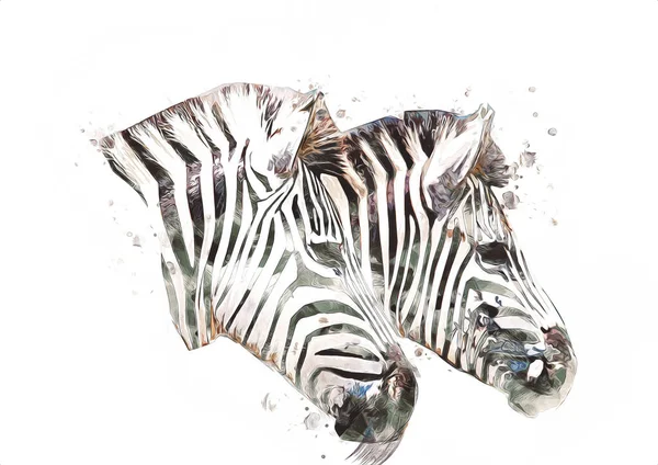 Ritning Zebra Skiss Afrikanska Däggdjur Illustration — Stockfoto