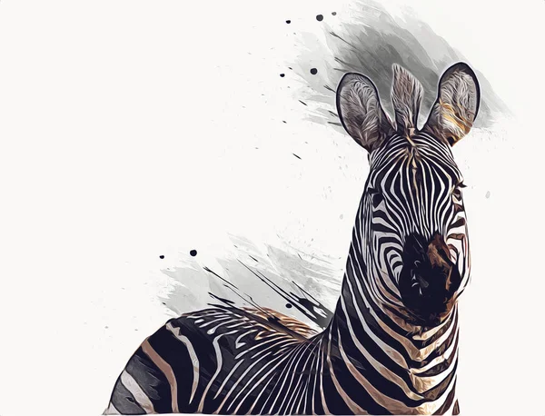 Desenho Zebra Esboço Ilustração Mamíferos Africanos — Fotografia de Stock
