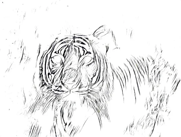 Tiger Art Illustration Drawing Painting Retro Vintage Animal — Photo