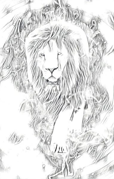 Lion Art Illustration Dessin Peinture Rétro Vintage Animal — Photo