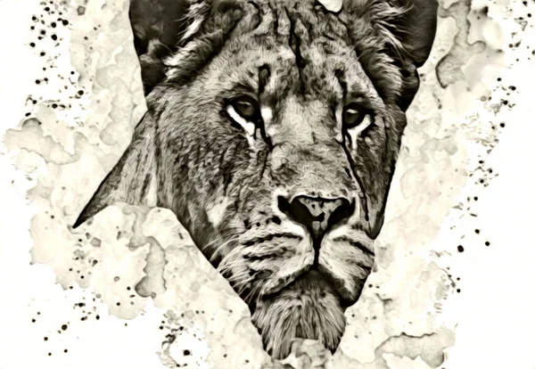 Lion Art Illustration Drawing Painting Retro Vintage Animal — Foto Stock