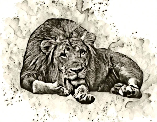 León Arte Ilustración Dibujo Pintura Retro Vintage Animal — Foto de Stock