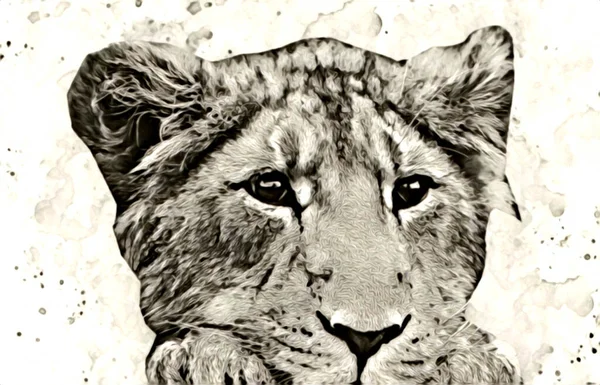 Lion Art Illustration Drawing Painting Retro Vintage Animal — Stock fotografie