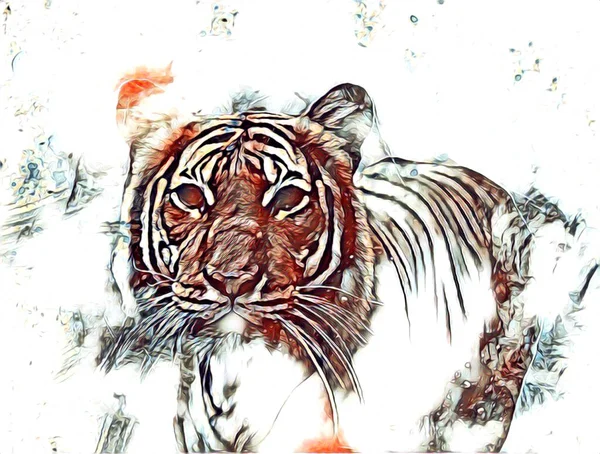 Tiger Art Illustration Drawing Painting Retro Vintage Animal — Fotografia de Stock