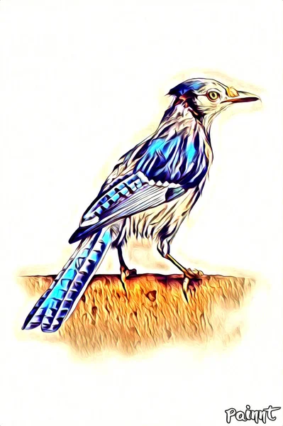 Vogel Kunst Illustratie Kleur — Stockfoto