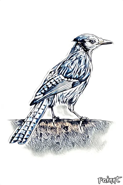 Vogel Kunst Illustration Farbe — Stockfoto