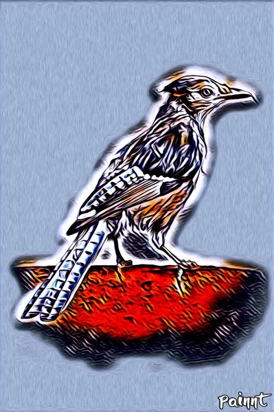 Χρώμα Εικονογράφησης Τέχνης Πουλιών — Φωτογραφία Αρχείου