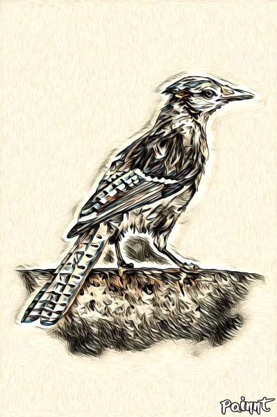 Vogel Kunst Illustration Farbe — Stockfoto