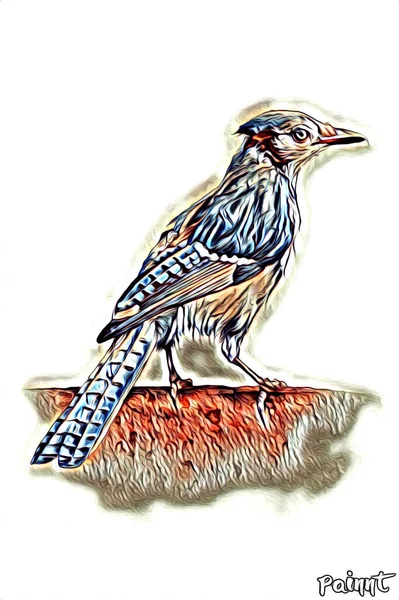 Uccello Arte Illustrazione Colore — Foto Stock