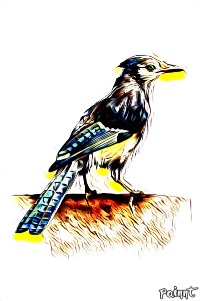 Illustration Art Oiseau Couleur — Photo