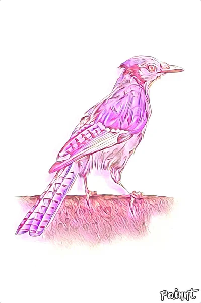 Uccello Arte Illustrazione Colore — Foto Stock