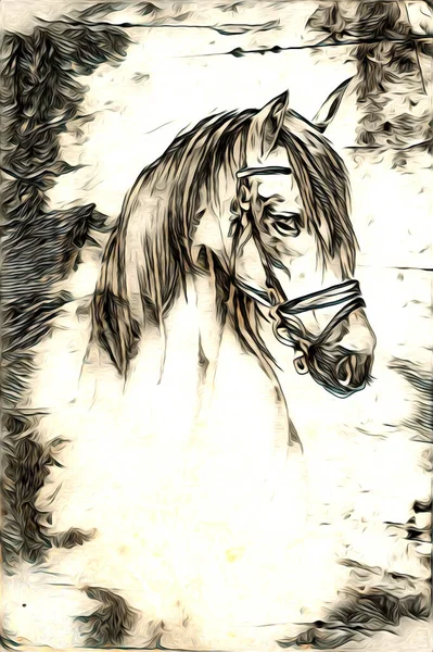 Freehand Koń Głowa Ołówek Rysunek Ilustrator Grunge — Zdjęcie stockowe