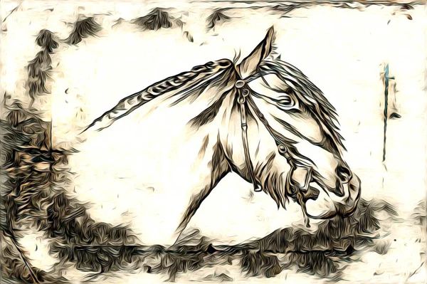 Freehand Horse Head Pencil Drawing Illustrator Grunge — Stock Photo, Image