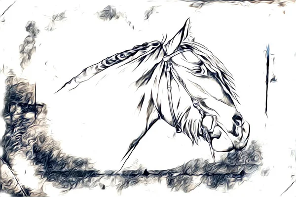 Tête Cheval Main Levée Crayon Dessin Illustrateur Grunge — Photo