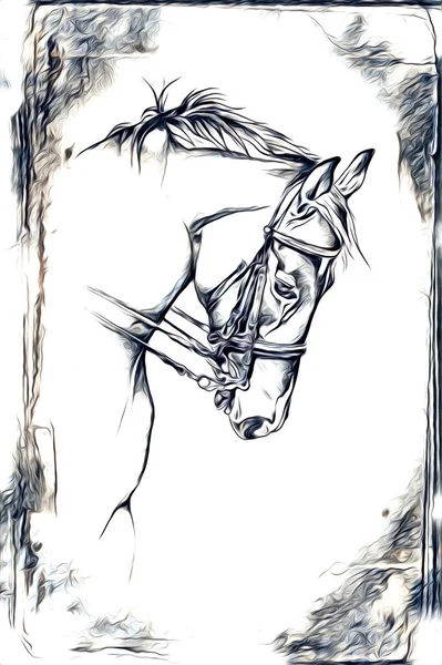 フリーハンド馬頭鉛筆画イラストレーターグランジ — ストック写真
