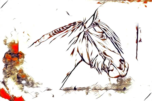 Tête Cheval Main Levée Crayon Dessin Illustrateur Grunge — Photo