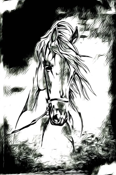 Vrij Hand Paard Hoofd Potlood Tekening Illustrator Grunge — Stockfoto