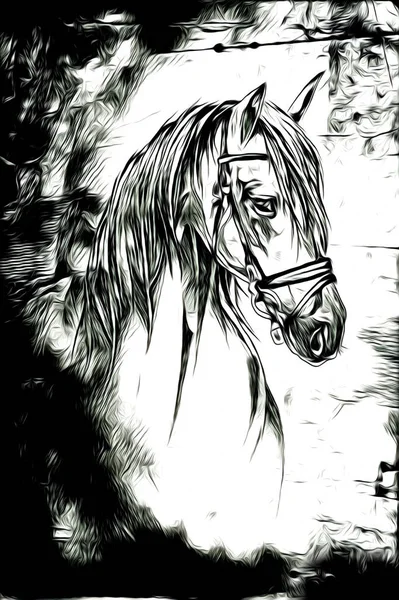 Tête Cheval Main Levée Crayon Dessin Illustrateur Grunge — Photo