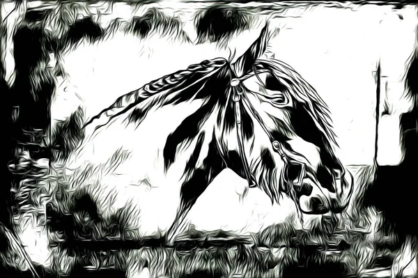 Freehand Horse Head Pencil Drawing Illustrator Grunge — Stock Photo, Image