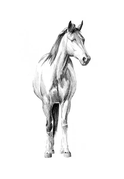 カラフルな馬のアートイラストグランジ絵画写真冬 — ストック写真