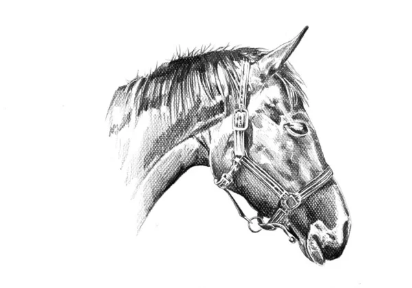 Colorato Cavallo Arte Illustrazione Grunge Pittura Fotografia Inverno Immagine Stock