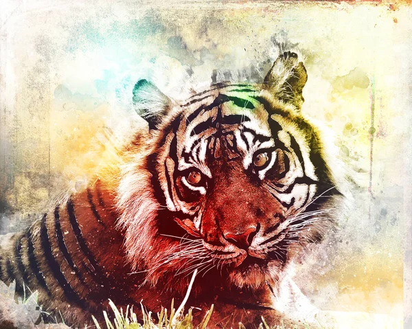 Tiger Art Illustration Drawing Painting Retro Vintage Animal — Zdjęcie stockowe