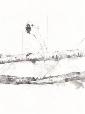 El yapımı eskiz, siyah beyaz, klasik tropikal kuş papağanı ve papağanı.