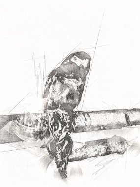 El yapımı eskiz, siyah beyaz, klasik tropikal kuş papağanı ve papağanı.