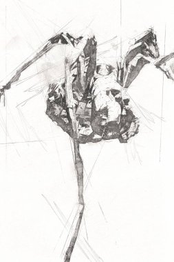 Beyaz arka planda korkunç tarantula örümceği, çizim, soluk soluğa