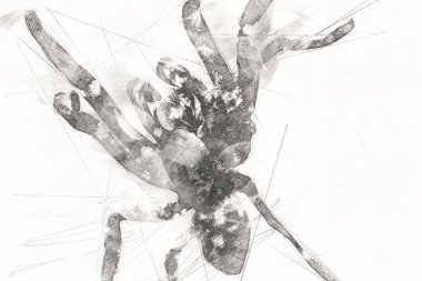Beyaz arka planda korkunç tarantula örümceği, çizim, soluk soluğa