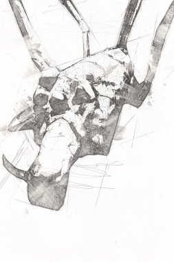 Beyaz arka planda korkunç tarantula örümceği, çizim, soluk soluğa