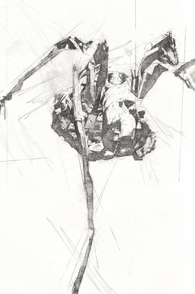 Beyaz arka planda korkunç tarantula örümceği, çizim, soluk soluğa