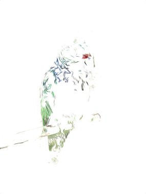 El yapımı eskiz, siyah beyaz, klasik tropikal kuş papağanı ve papağanı.