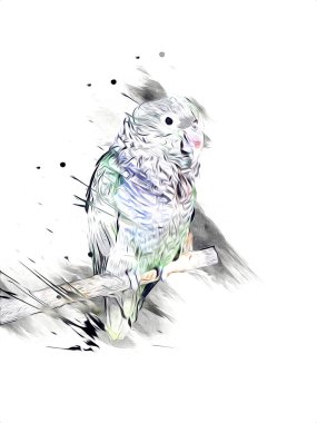 El yapımı eskiz, siyah beyaz, klasik tropikal kuş papağanı ve papağanı.