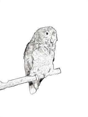 El yapımı eskiz, siyah beyaz, klasik tropikal kuş papağanı ve papağanı.