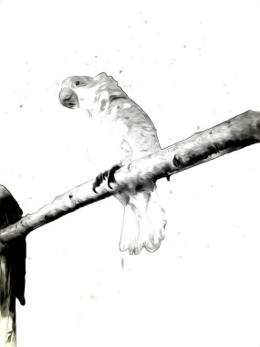 El yapımı eskiz, siyah beyaz, klasik tropikal kuş papağanı ve papağanı.