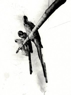 El yapımı eskiz, siyah beyaz, klasik tropikal kuş papağanı ve papağanı.