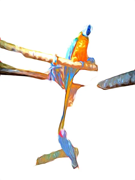 Мальований Вручну Ескіз Чорно Білий Вінтажний Екзотичний Тропічний Птах Папуга — стокове фото