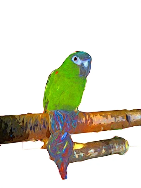 Handritad Skiss Svart Och Vitt Vintage Exotisk Tropisk Fågel Papegoja — Stockfoto