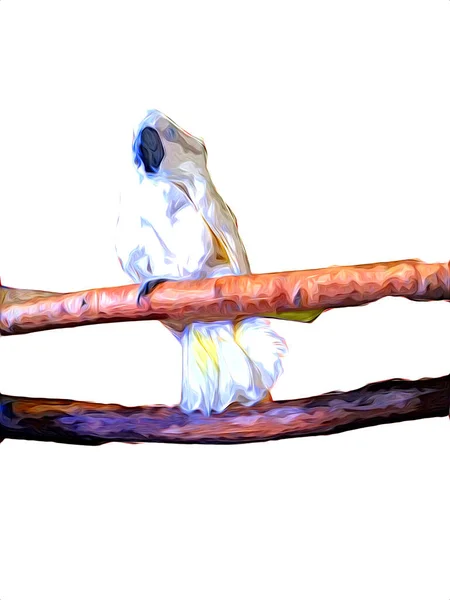 손으로 스케치검은 스러운 이국적 앵무새 금강앵무와 앵무새 — 스톡 사진
