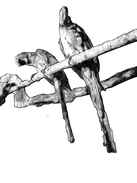 Schizzo Disegnato Mano Bianco Nero Vintage Esotico Uccello Tropicale Pappagallo — Foto Stock