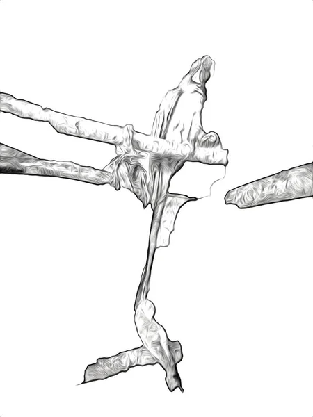 手描きのスケッチ 黒と白 ヴィンテージエキゾチックな熱帯鳥オウムの顎とコカトゥー — ストック写真