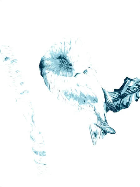 Yapımı Eskiz Siyah Beyaz Klasik Tropikal Kuş Papağanı Papağanı — Stok fotoğraf
