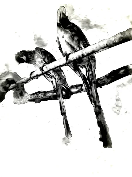 手描きのスケッチ 黒と白 ヴィンテージエキゾチックな熱帯鳥オウムの顎とコカトゥー — ストック写真