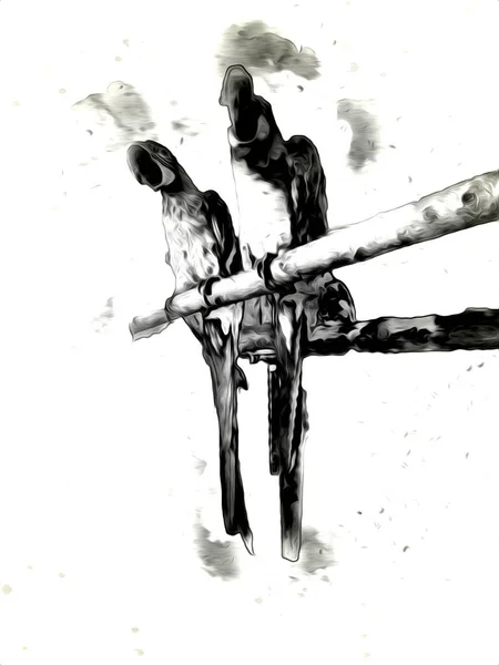 Kézzel Rajzolt Vázlat Fekete Fehér Évjárat Egzotikus Trópusi Madár Papagáj — Stock Fotó