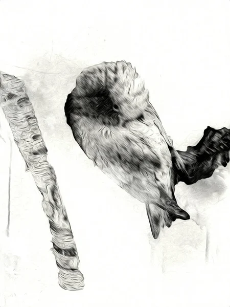 Yapımı Eskiz Siyah Beyaz Klasik Tropikal Kuş Papağanı Papağanı — Stok fotoğraf