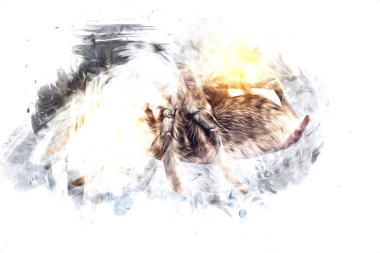 Beyaz arka planda korkunç tarantula örümceği, çizim, soluk soluğa