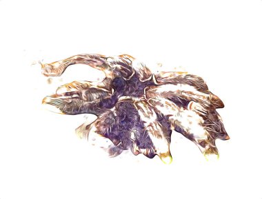 Beyaz arka planda korkunç tarantula örümceği, çizim, soluk soluğa