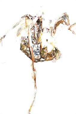 Beyaz arka planda korkunç tarantula örümceği, çizim, soluk soluğa